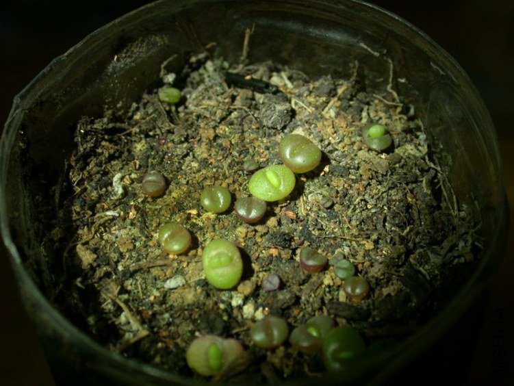 DSCN5472.jpg