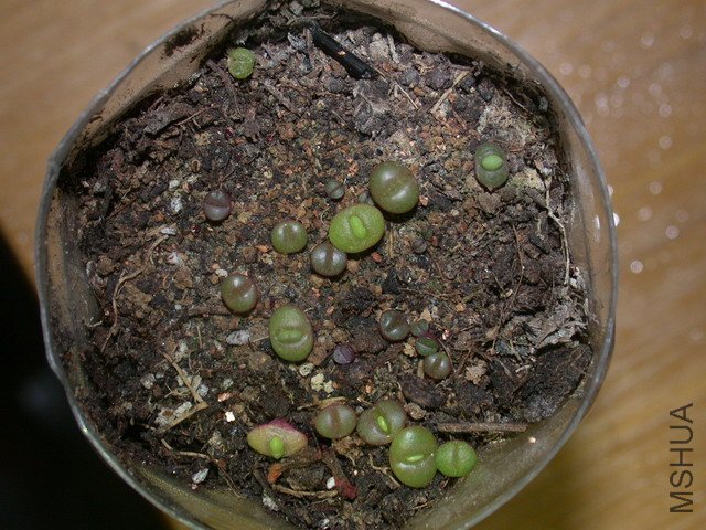 DSCN5474.jpg