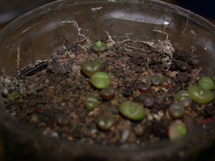 DSCN5478.jpg