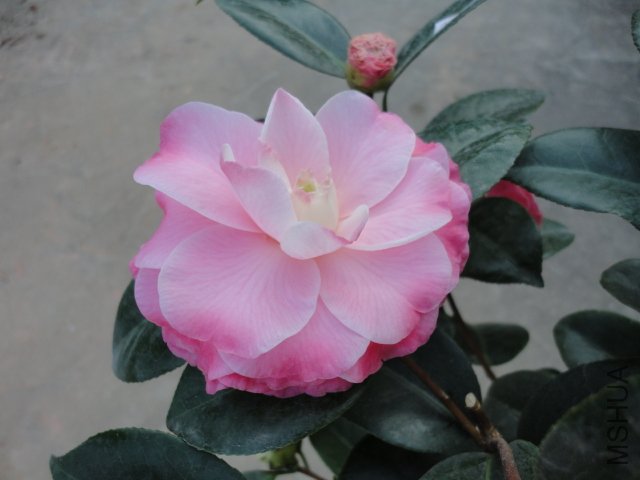 DSC08363.JPG
