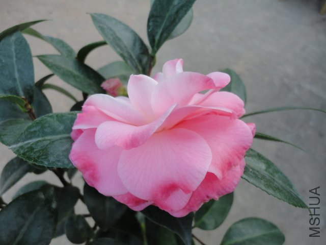 DSC08364.JPG