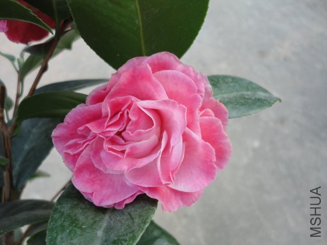 DSC08365.JPG