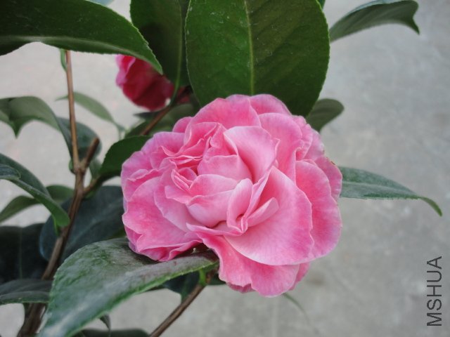 DSC08366.JPG