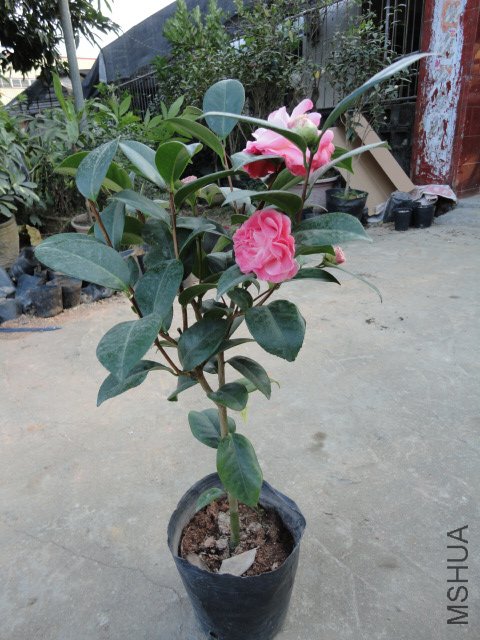 DSC08367.JPG