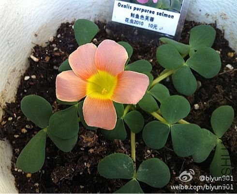 Oxalis purpurea salmon�ĵ�һ�仨.jpg