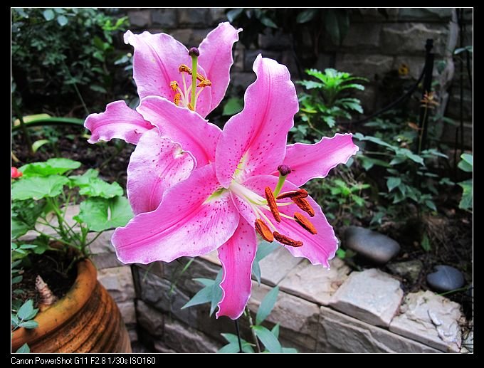 ������԰棬û����