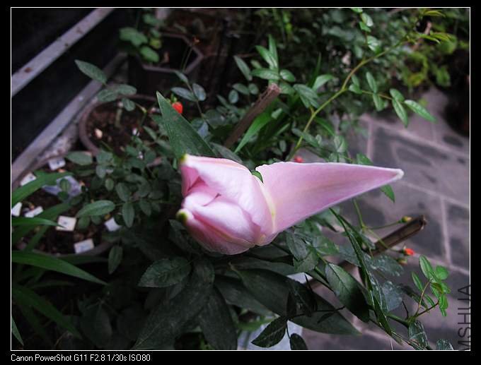 ����Ƕ԰��