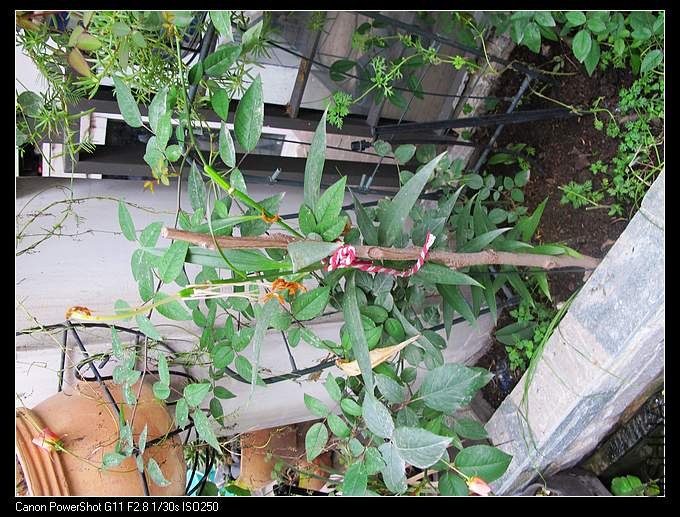 �����û�л��ٵ�