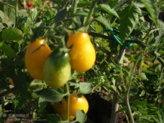 �޽Ӻ���״  һ����  ���Ǻó�