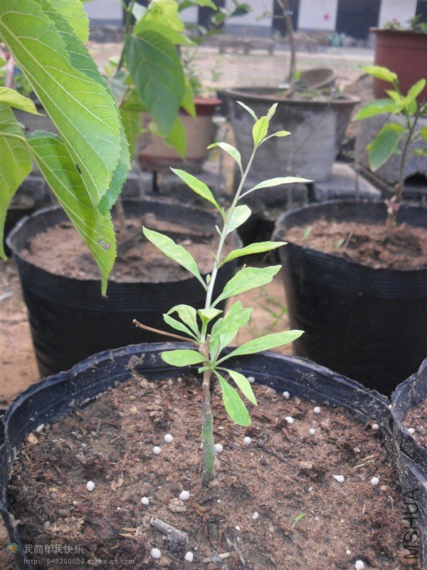 ������ľ