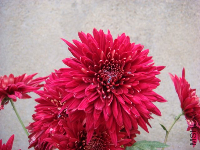 DSC01412.JPG