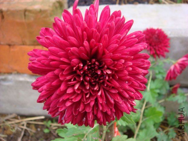DSC01413.JPG