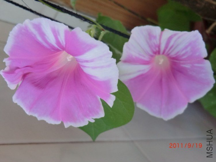 CIMG0390.JPG
