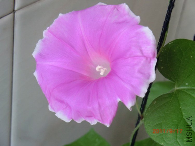 CIMG0383.JPG