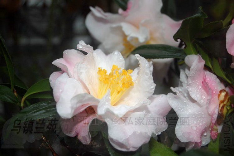 DSC_00340034.JPG