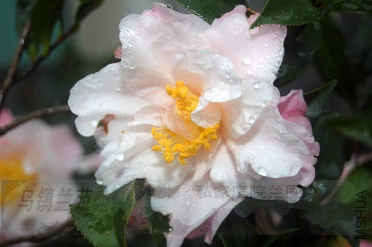 DSC_00360036.JPG