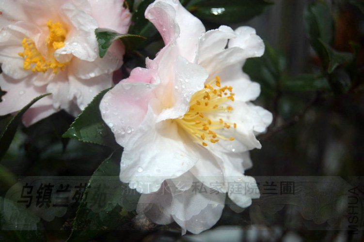 DSC_00430043.JPG