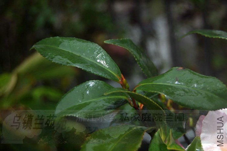 DSC_00540054.JPG
