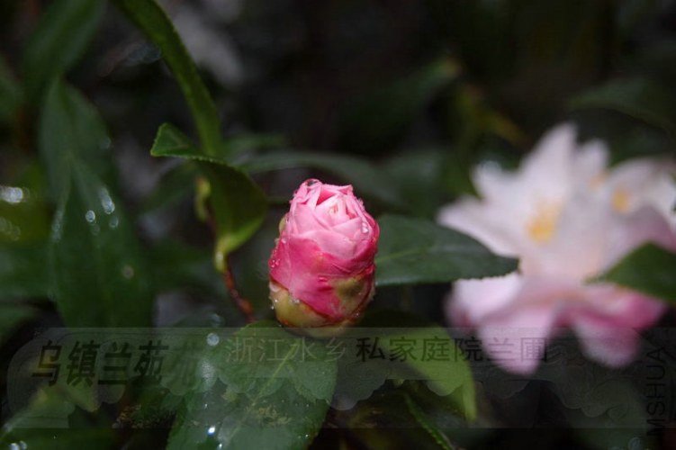 DSC_00480048.JPG
