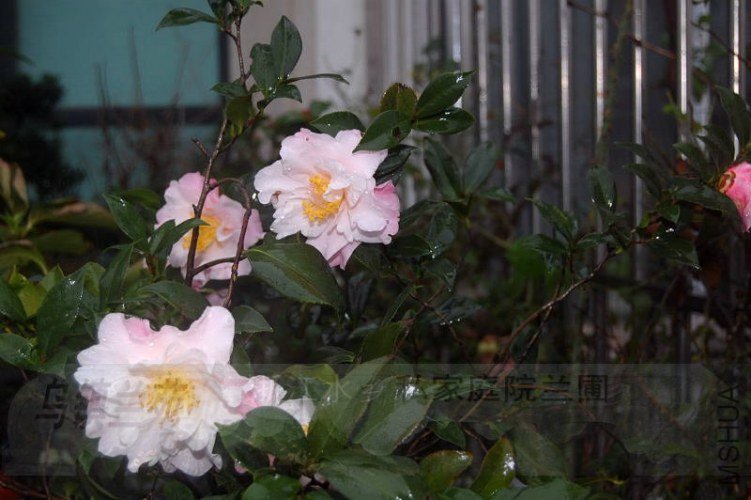 DSC_00530053.JPG