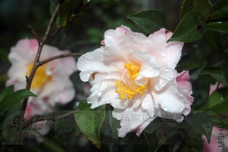 DSC_00370037.JPG