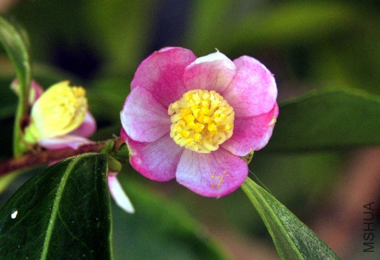 C. Sp.HHDZ.jpg
