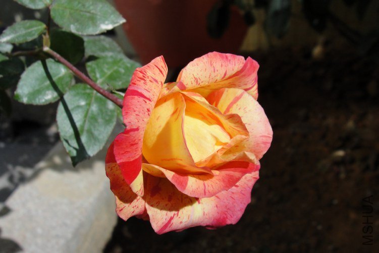 DSC00124-1.jpg