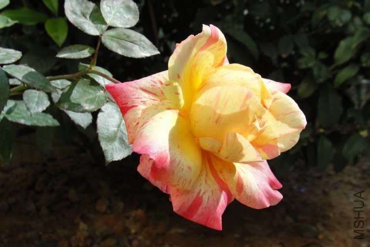DSC00178-1.jpg