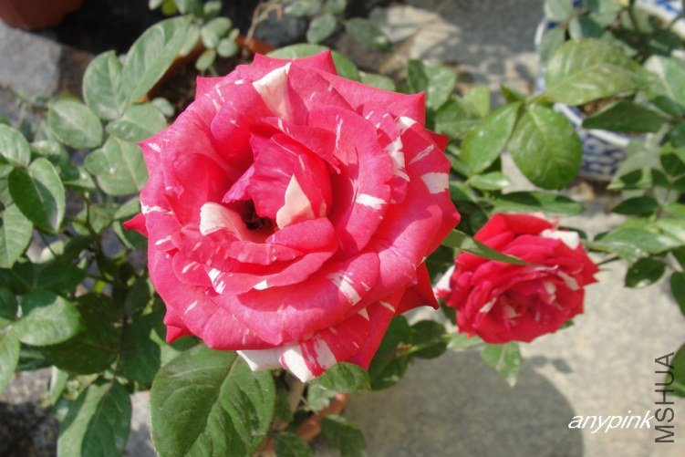 DSC00263-1.jpg