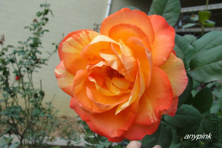 DSC00024-1.jpg