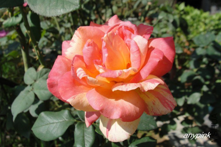 DSC09910-1.jpg