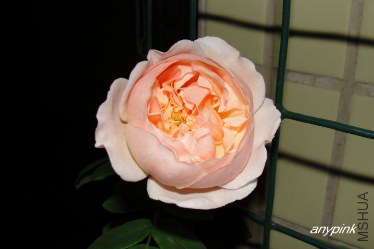 DSC09892-1.jpg