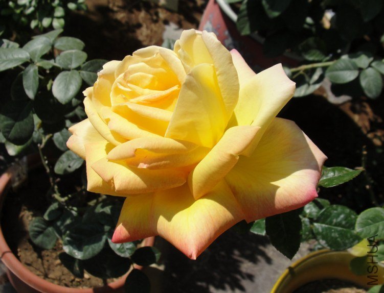 DSC00202-1.jpg