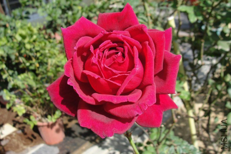 DSC00157-1.jpg