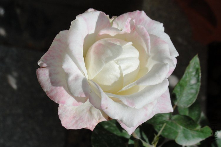 DSC00136-1.jpg