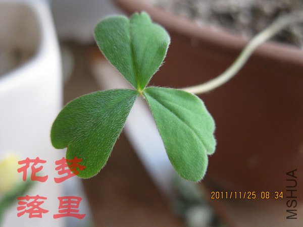 IMG_0980.jpg