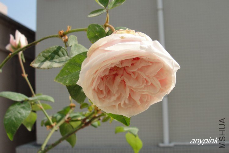 DSC00277-1.jpg