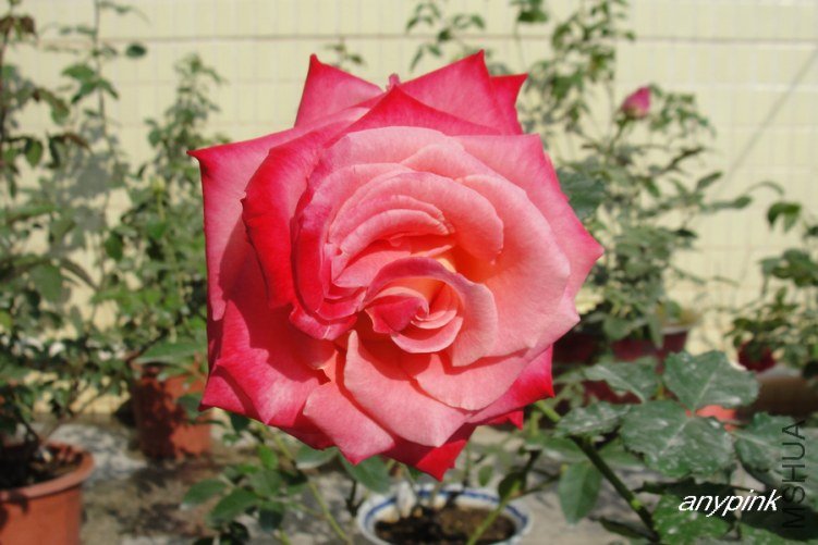 DSC00246-1.jpg