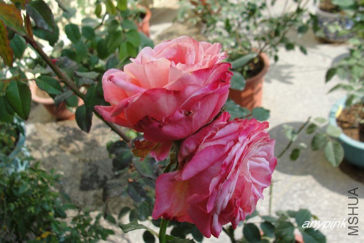 DSC00243-1.jpg