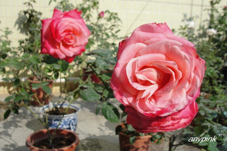 DSC00247-1.jpg