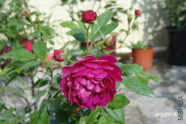DSC00250-1.jpg