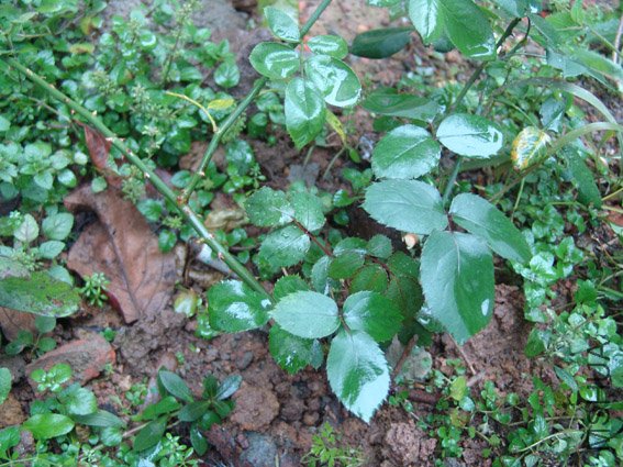 DSC09984.jpg