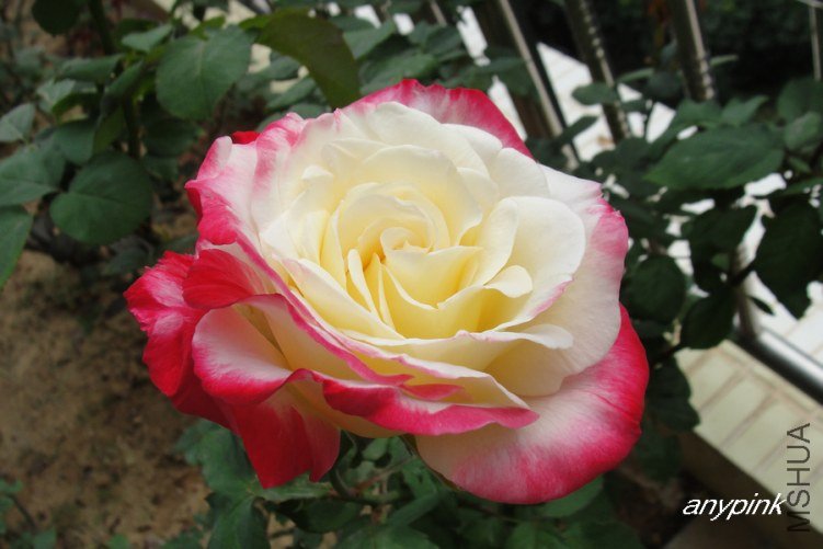 DSC00029-1.jpg