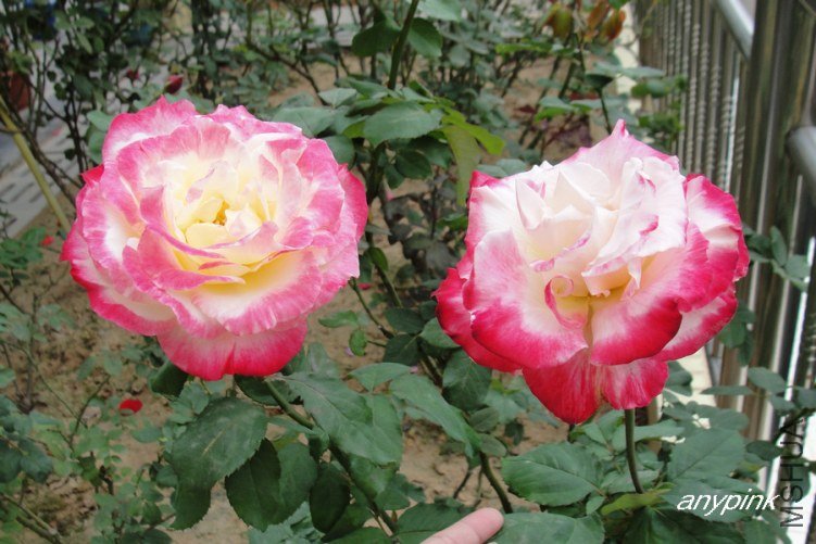 DSC00054-1.jpg