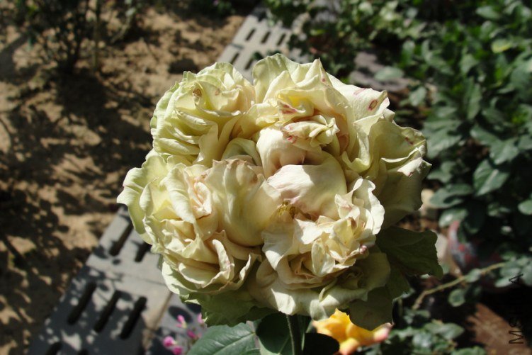 DSC00199-1.jpg