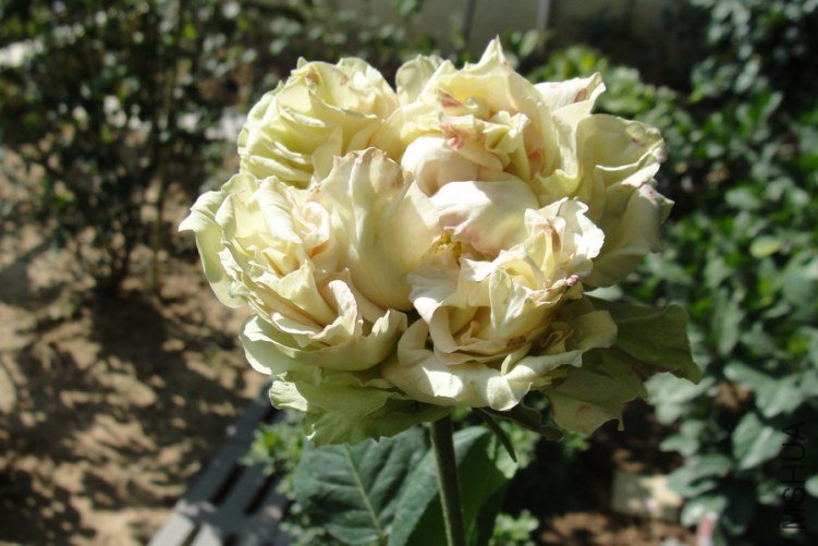 DSC00201-1.jpg