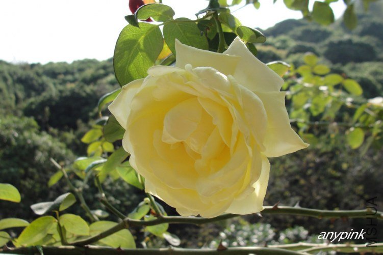 DSC09767-1.jpg