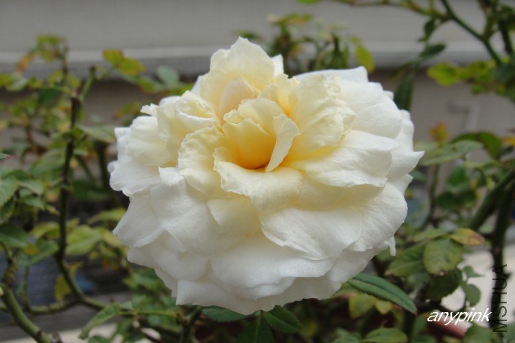 DSC00021-1.jpg