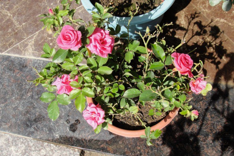DSC00158-1.jpg