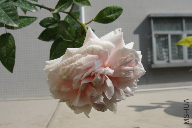 DSC00187-1.jpg